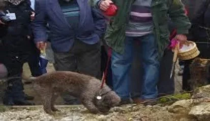 Un chien de race indéfinie avec un collier, entouré de plusieurs personnes.