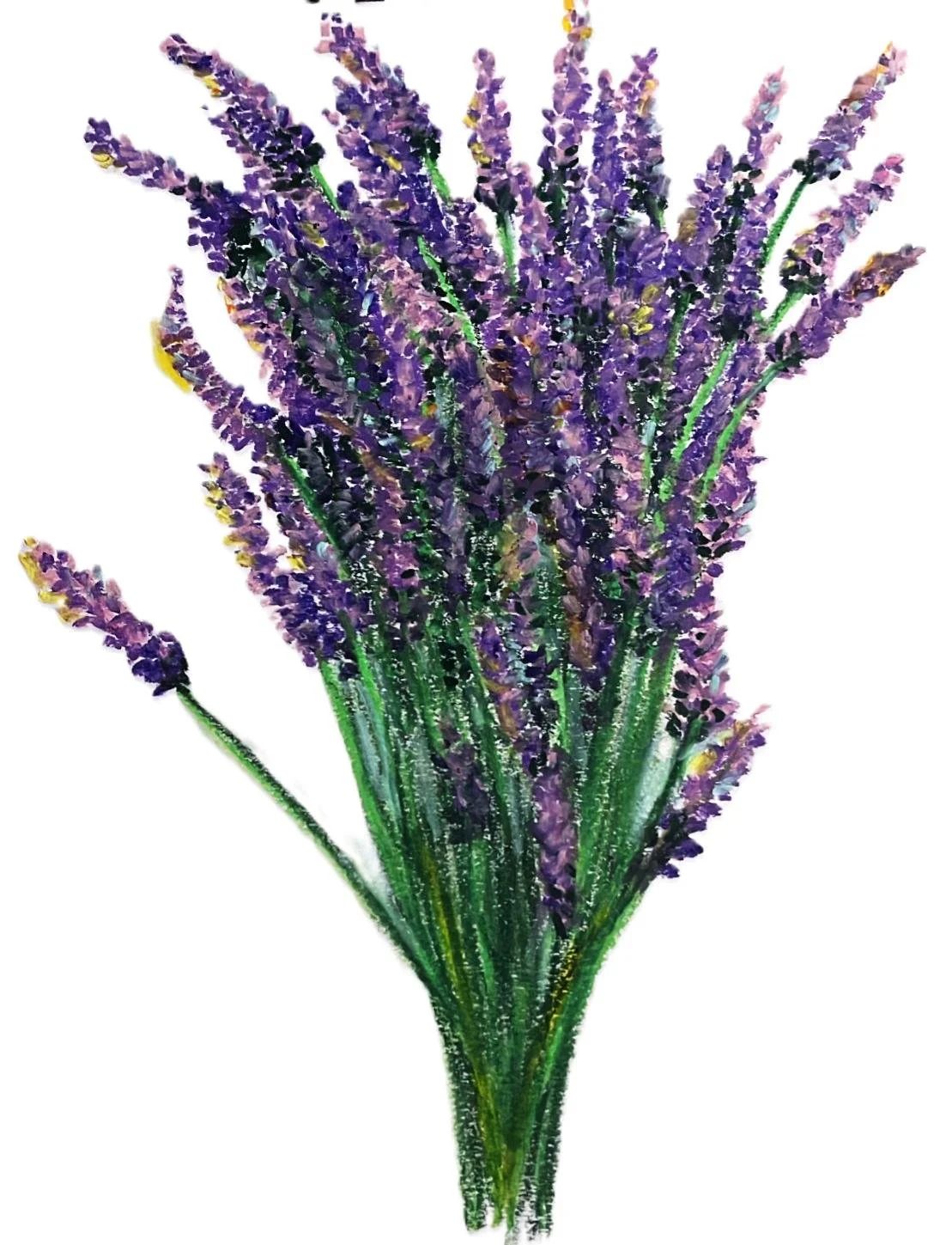 Bouquet of purple lavender flowers with green stems on white background.