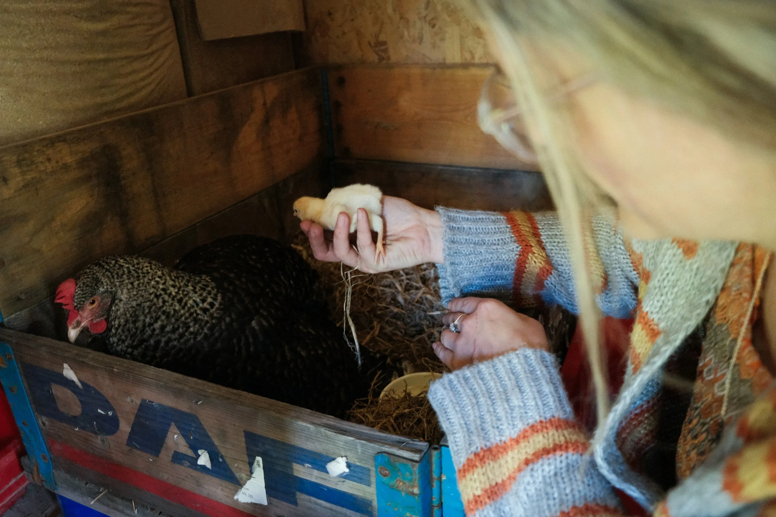 Person feeding a baby chick inside a wooden coop, with a sizable hen nearby.