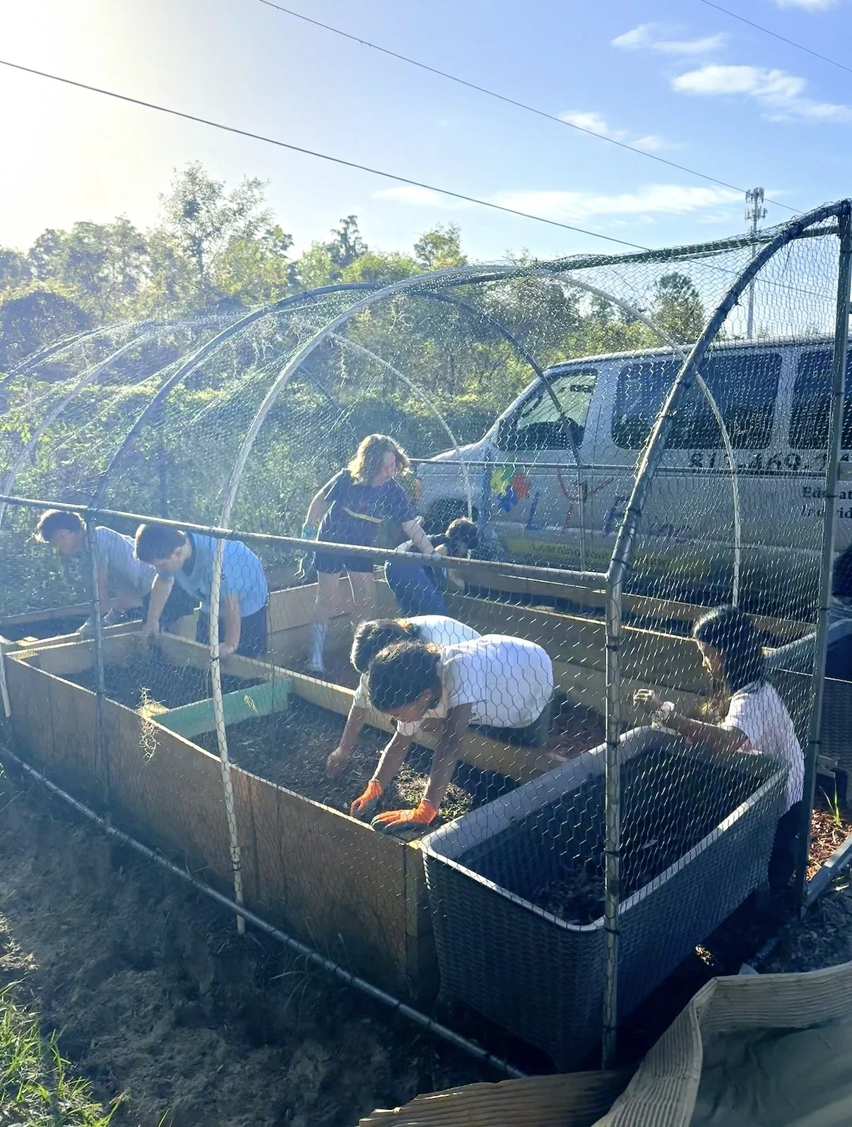 People gardening inside a greenhouse with a wire mesh roof, sunlight, and trees in the background.