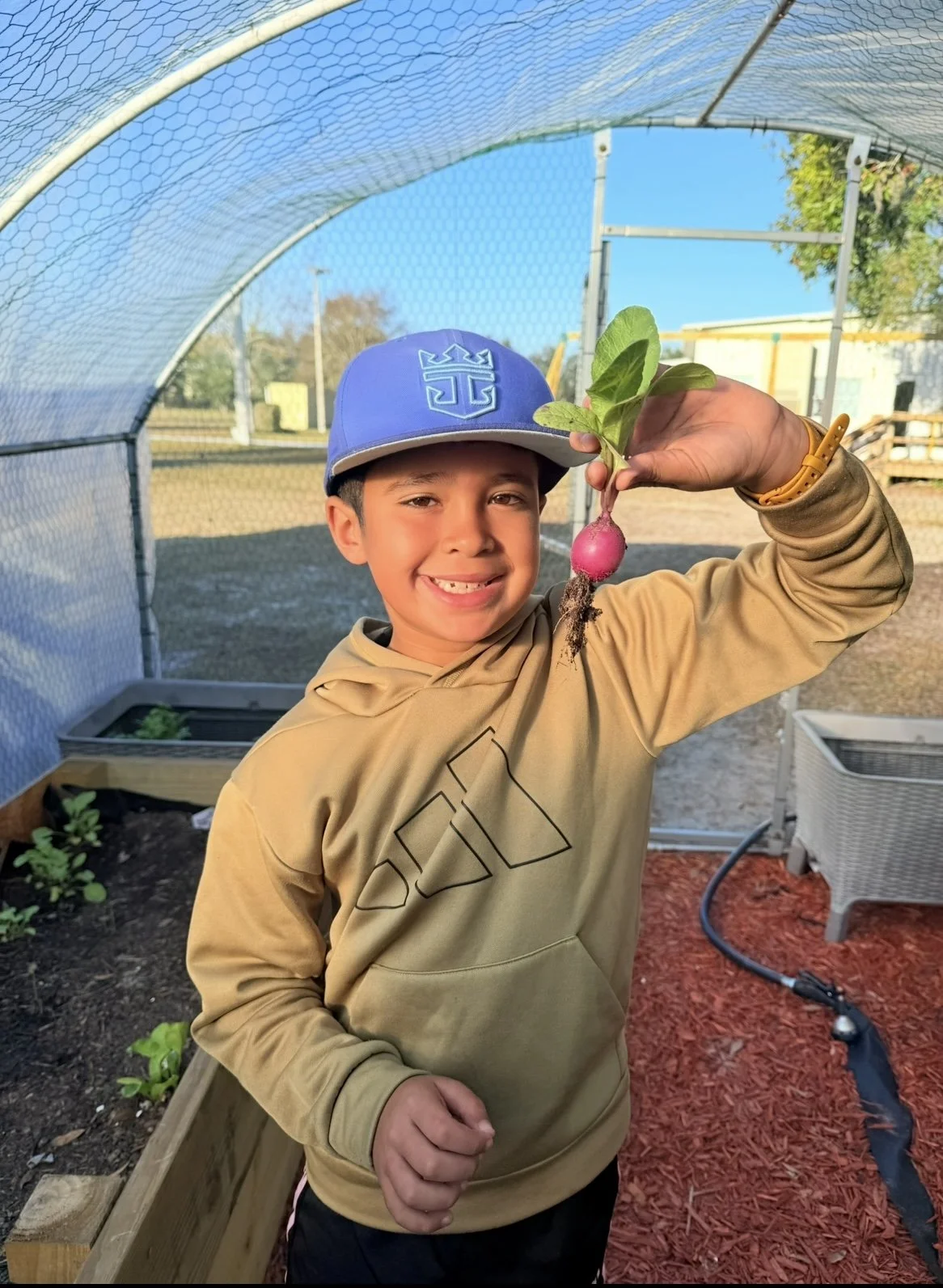 A boy in a blue cap and beige hoodie holds up a freshly harvested radish with green leaves inside a greenhouse or garden with soil, plants, and gardening supplies visible.