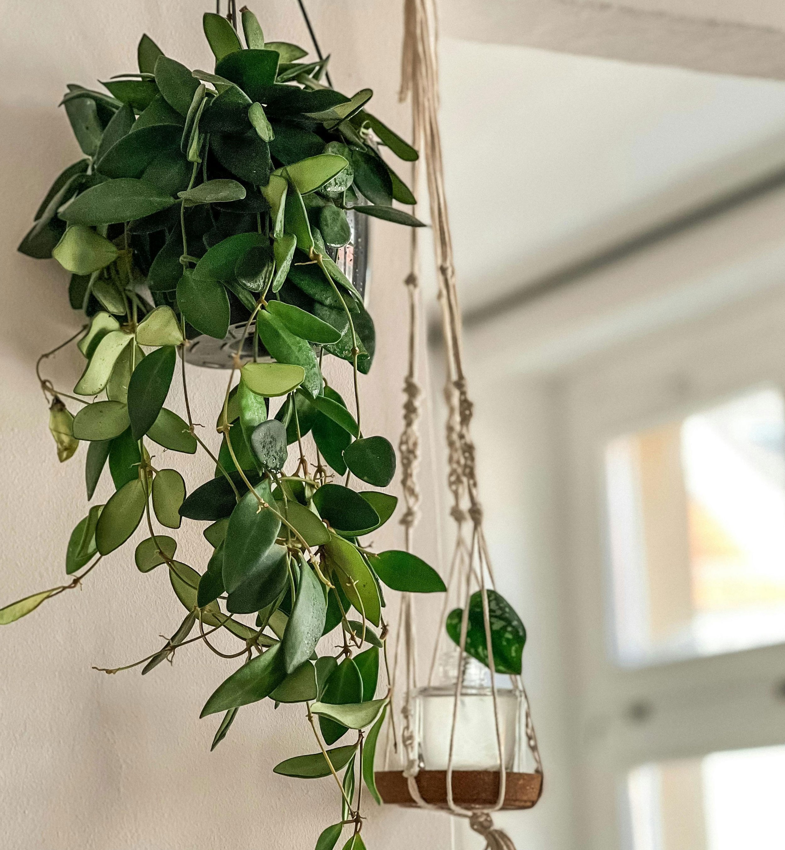 Hanging indoor plant with green leaves in a white pot suspended by a beige macrame hanger