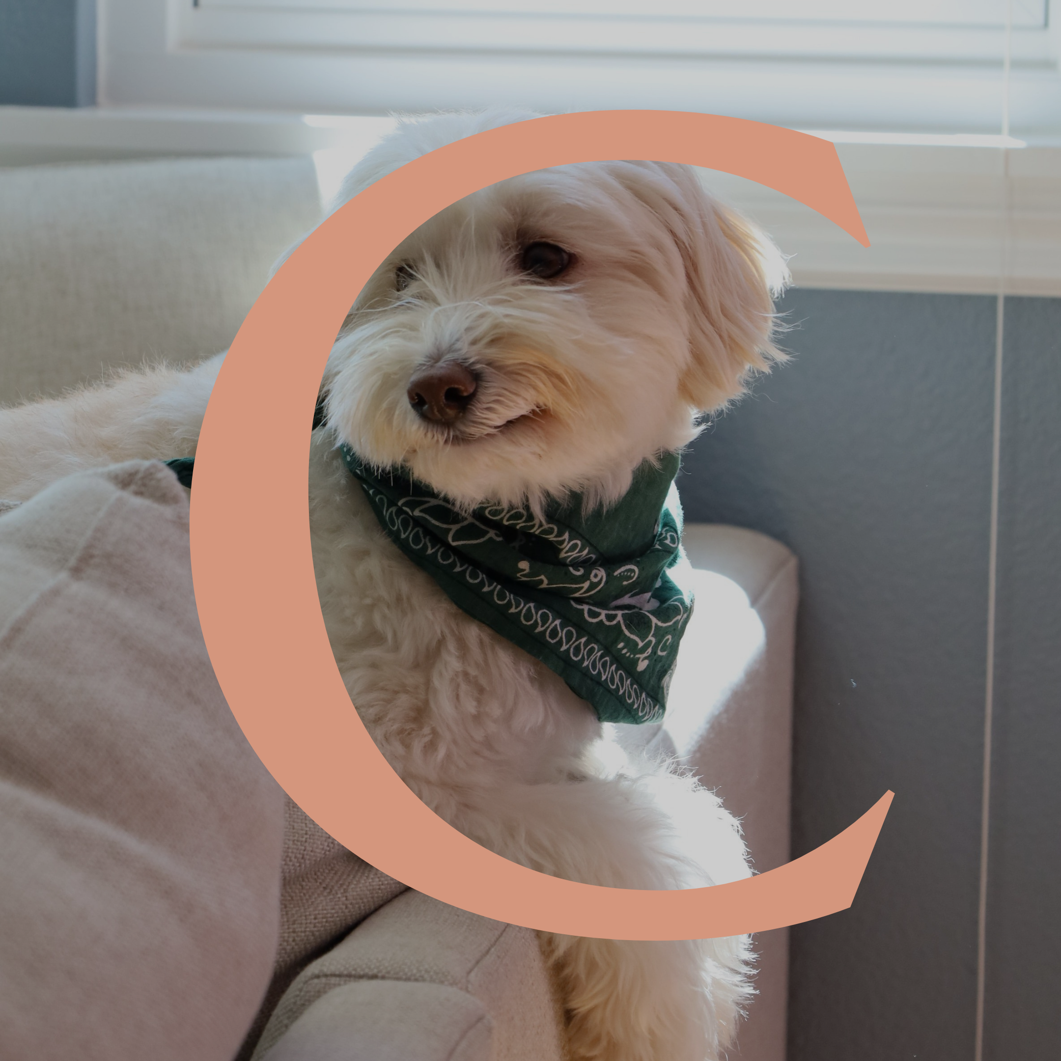 A white dog with a bandana around its neck sitting on a beige couch, with a pink crescent moon overlay.