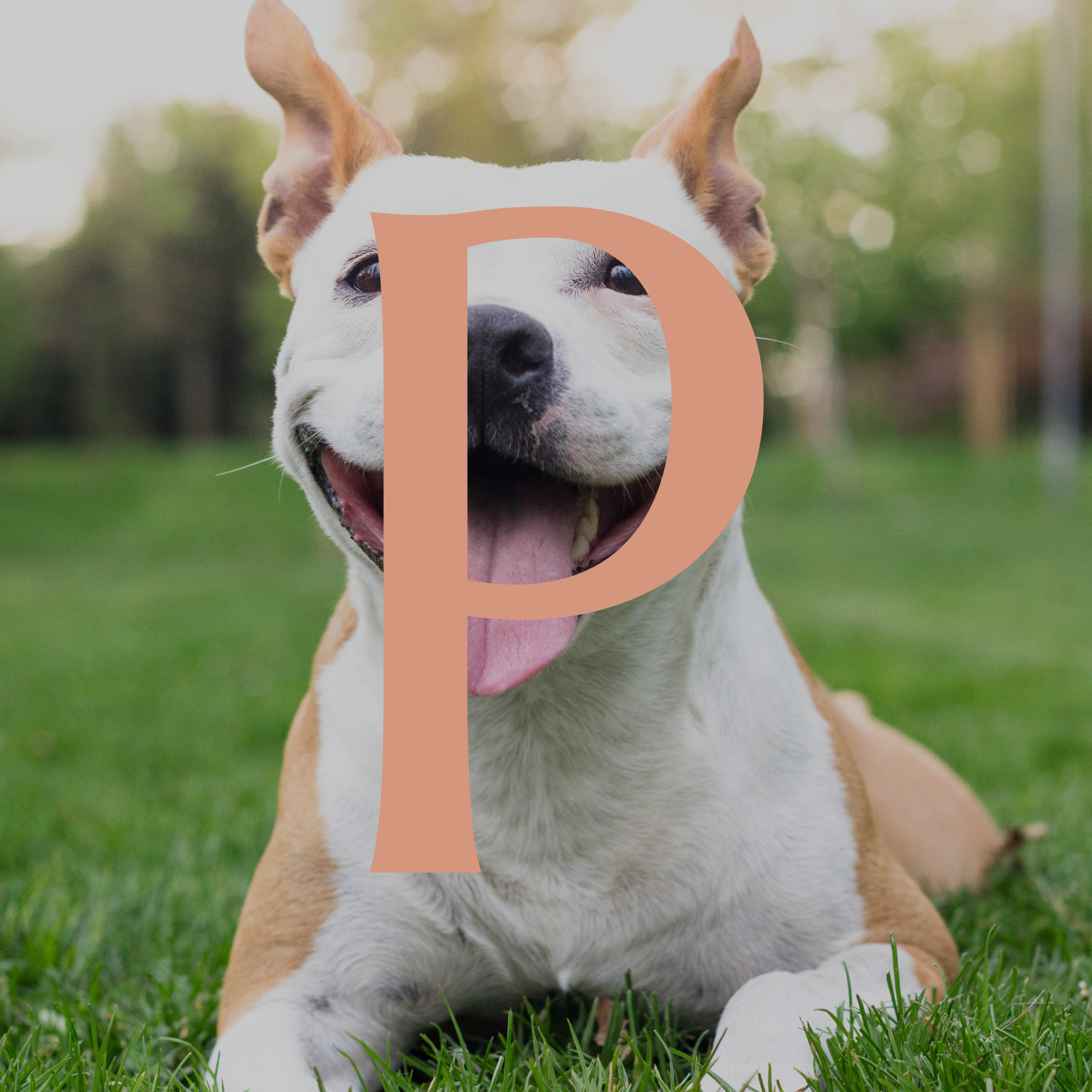 A happy dog lying on grass in a park with a large pink letter P overlaying the photo.
