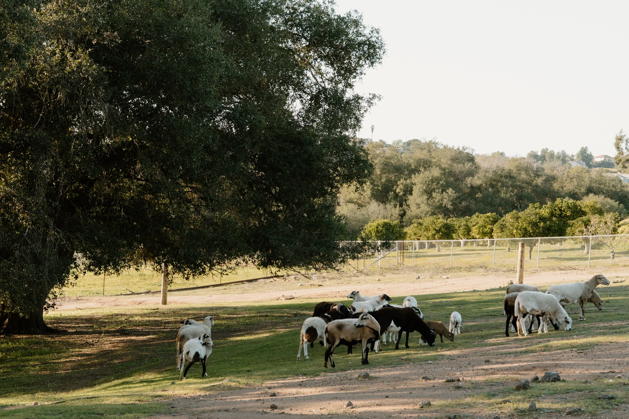 goats-grazing-grass-valley-center-california.jpg
