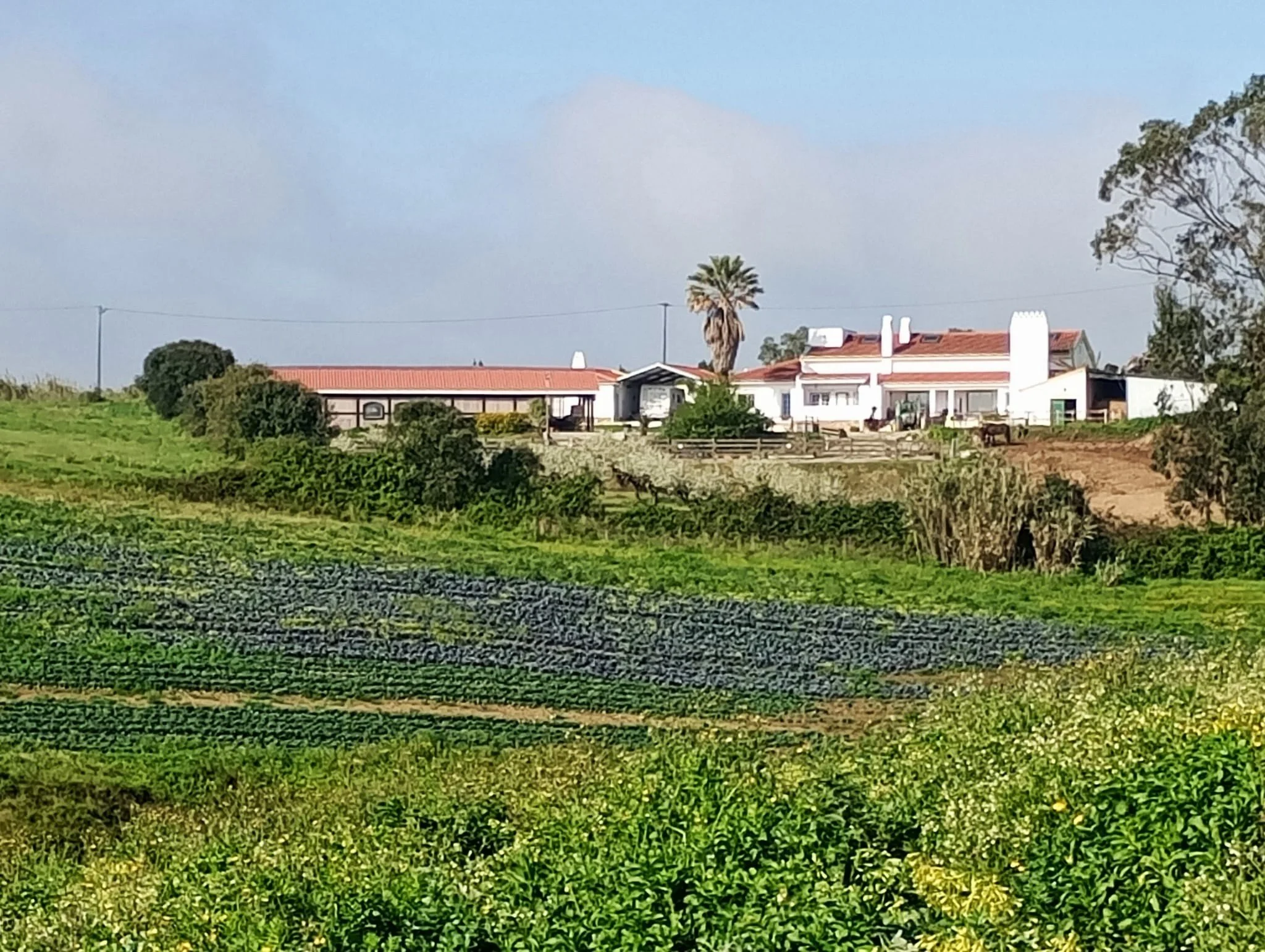 Quinta Oeste 1Ha - 1.275.000€