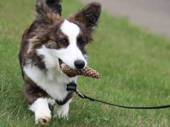 paws-in-the-park-5-544x408 (1).jpg