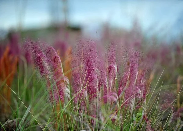 Muhlenbergia capillaris foliage Heather Paul CC BY-ND 2.0