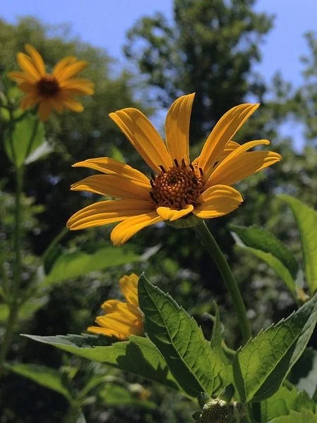 False Sunflower ~ Heliopsis helianthoides