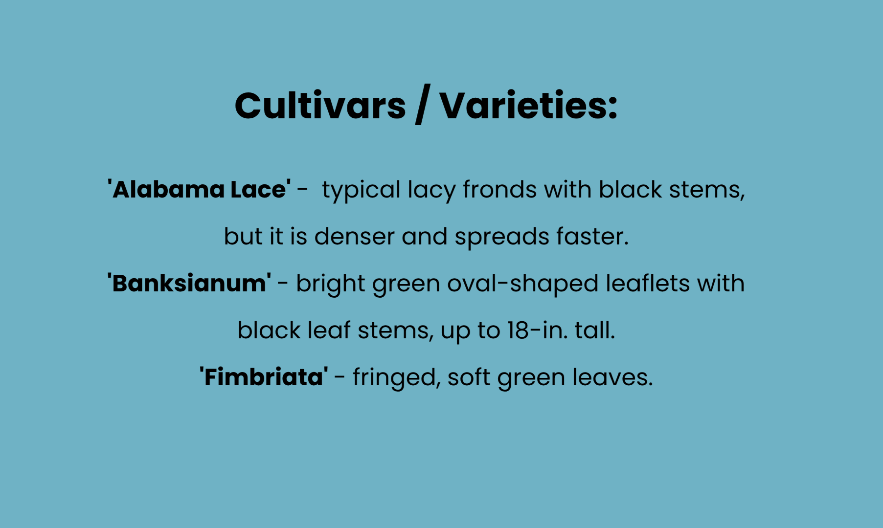 Slide listing three maidenhair fern cultivars—‘Alabama Lace,’ ‘Banksianum,’ and ‘Fimbriata’—with brief descriptions of their foliage and growth habits.