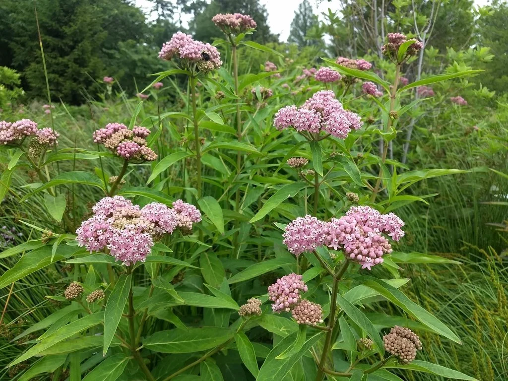 Clusters of pale pink swamp milkweed (Asclepias incarnata) flowers with lance-shaped green leaves, growing in a lush, grassy wetland setting.