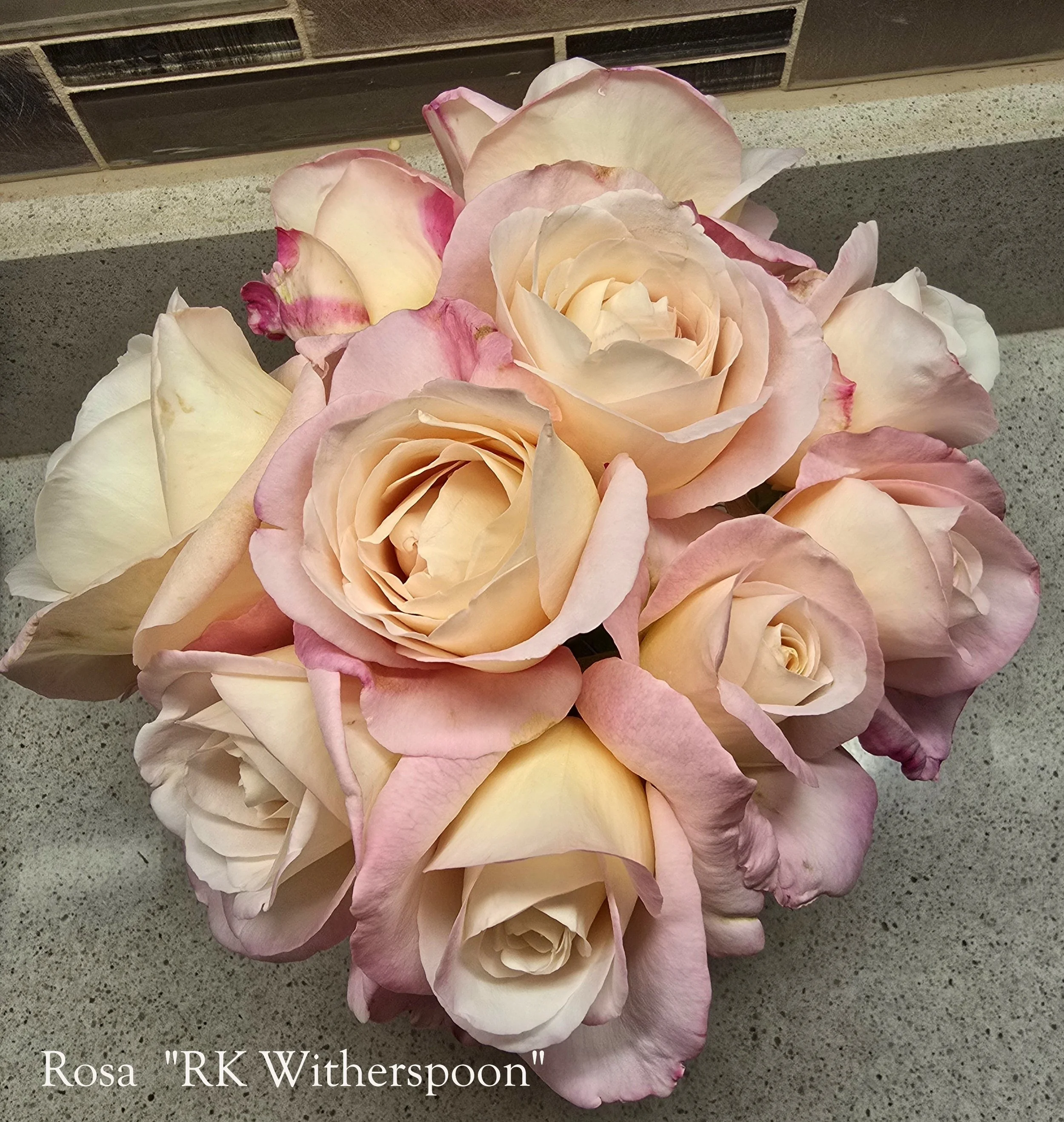 Close-up of a bouquet of large, creamy peach roses with soft pink-edged petals labeled “Rosa ‘RK Witherspoon’,” arranged on a speckled countertop with a tiled backsplash in the background.