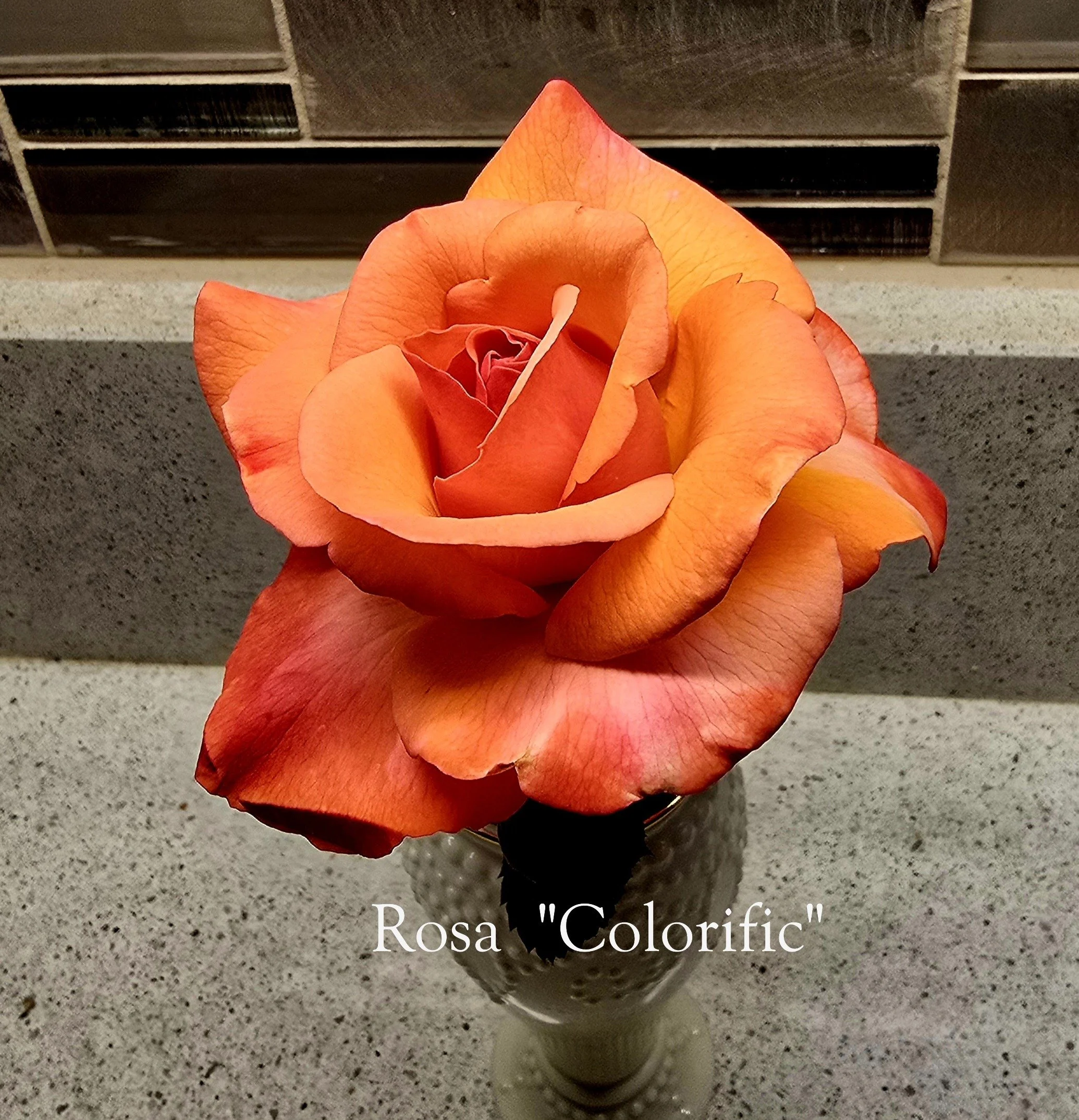 Close-up of a single coral-orange rose with softly blended pink and peach tones labeled “Rosa ‘Colorific’,” displayed in a small textured glass vase on a speckled countertop with a tiled backsplash in the background.