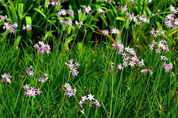 Mass planting of society garlic (Tulbaghia violacea) with slender grassy leaves and clusters of small, star-shaped lavender-pink flowers on tall stems.