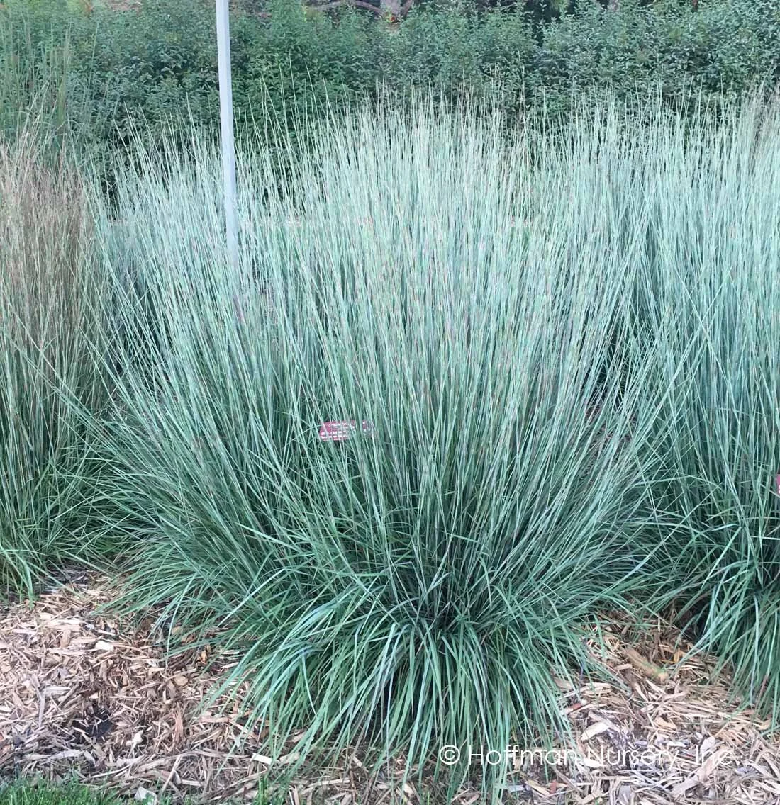 Dense clump of upright blue-green ornamental grass (little bluestem ‘Blue Heaven’) with fine, narrow blades, growing in a mulched landscape bed with shrubs in the background.