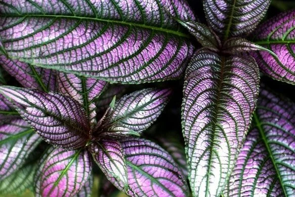 Persian Shield (Strobilanthes auriculata var. dyeriana)