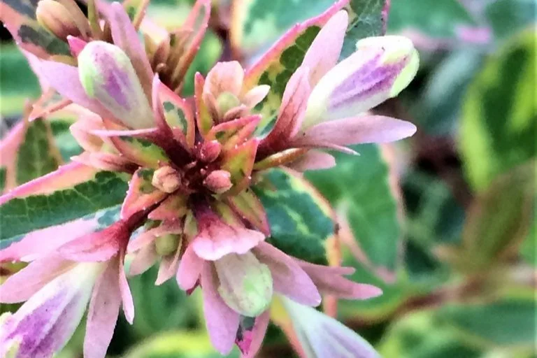 Glossy Abelia (Abelia x grandiflora)