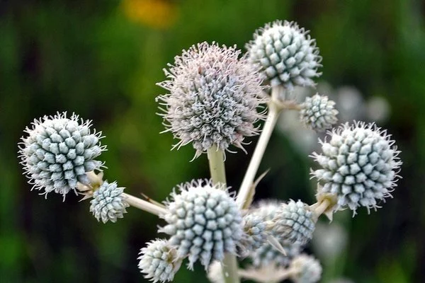 Rattlesnake Master (Eryngium yuccifolium)