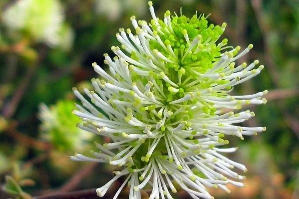 Coastal Witch-alder (Fothergilla gardenii)