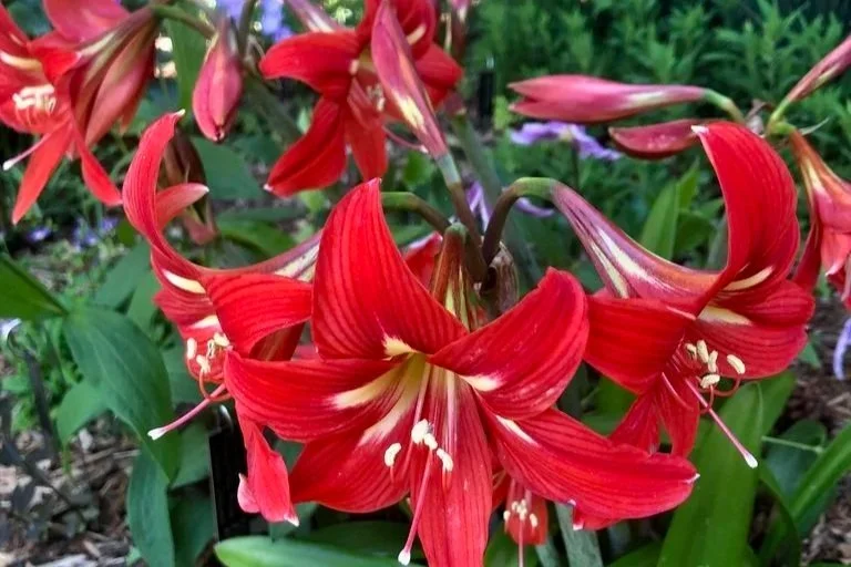 Amaryllis (Hippeastrum)