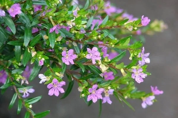 Mexican Heather (Cuphea hyssopifolia)