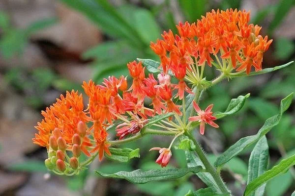 Butterfly Milkweed ~ Asclepias tuberosa