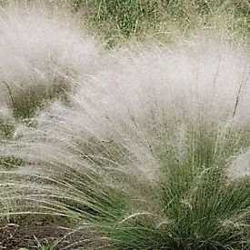 white_muhly_grass.jpg