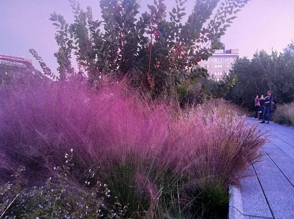 Muhlenbergia+capillaris+Muhlenbergia+capillaris+plant+John+E.+Branch+Jr.+CC+BY-NC-ND+2.0.jpg