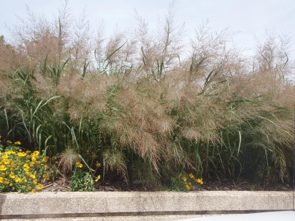 Ornamental grasses with airy, pinkish-tan plumes growing in a dense row behind a concrete border, with small yellow flowers blooming at the base.