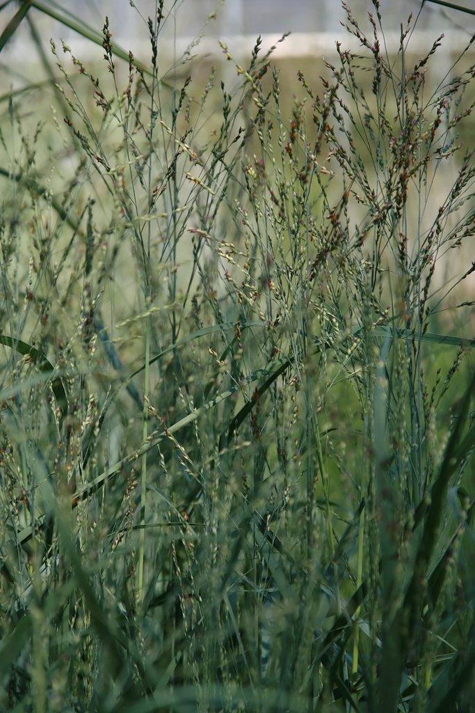 Close-up of fine, upright grass stems with delicate seed heads, showing green blades and small reddish-brown florets against a softly blurred background.