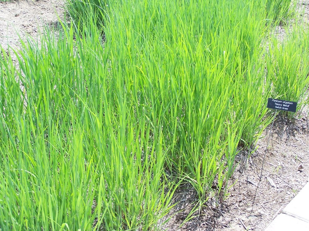 Dense clumps of upright, bright green switchgrass growing in a garden bed, with a small plant label visible and sandy soil surrounding the base.