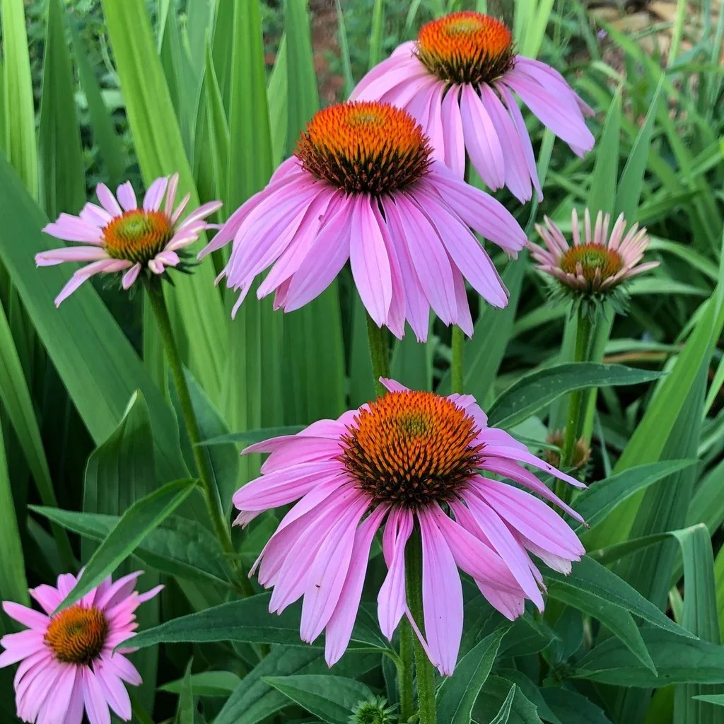 Purple coneflowers (Echinacea purpurea) with pink petals and prominent orange-brown cone centers blooming among tall green leaves in a garden. Photo Credit - Cathy+Dewitt