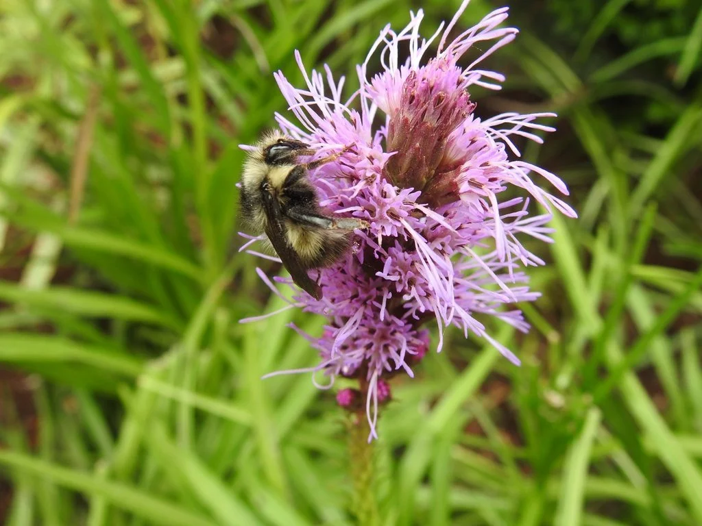 Bumble+bee+sipping+nectar+from+the+flowers+Bumble+bee+sipping+nectar+from+the+flowers+Kathleen+Moore+CC+BY+4.0.jfif