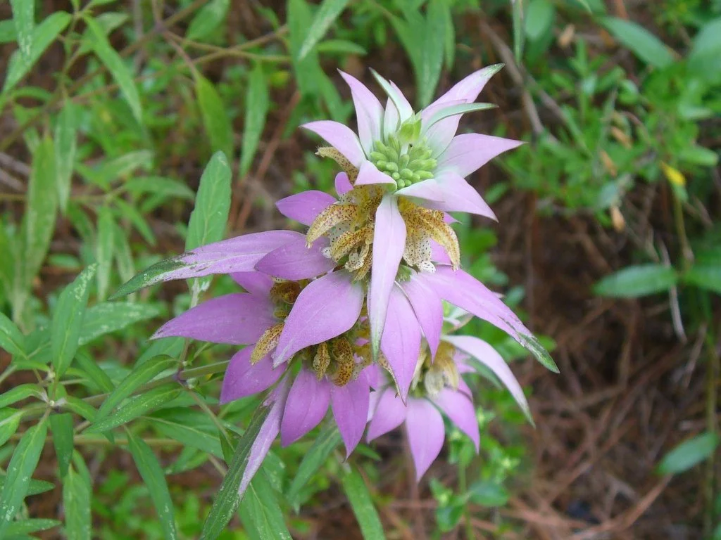 Spotted beebalm (Monarda punctata) with layered pale pink bracts surrounding yellow, speckled tubular flowers, growing among green foliage. Susan Strine.