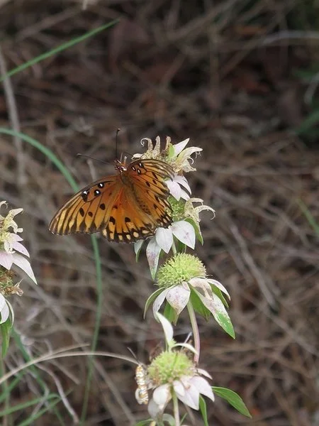 butterfly perched on white spotted beebalm (Monarda punctata), with orange wings marked by black spots resting among pale bracts and green flower heads. Scott Zona.