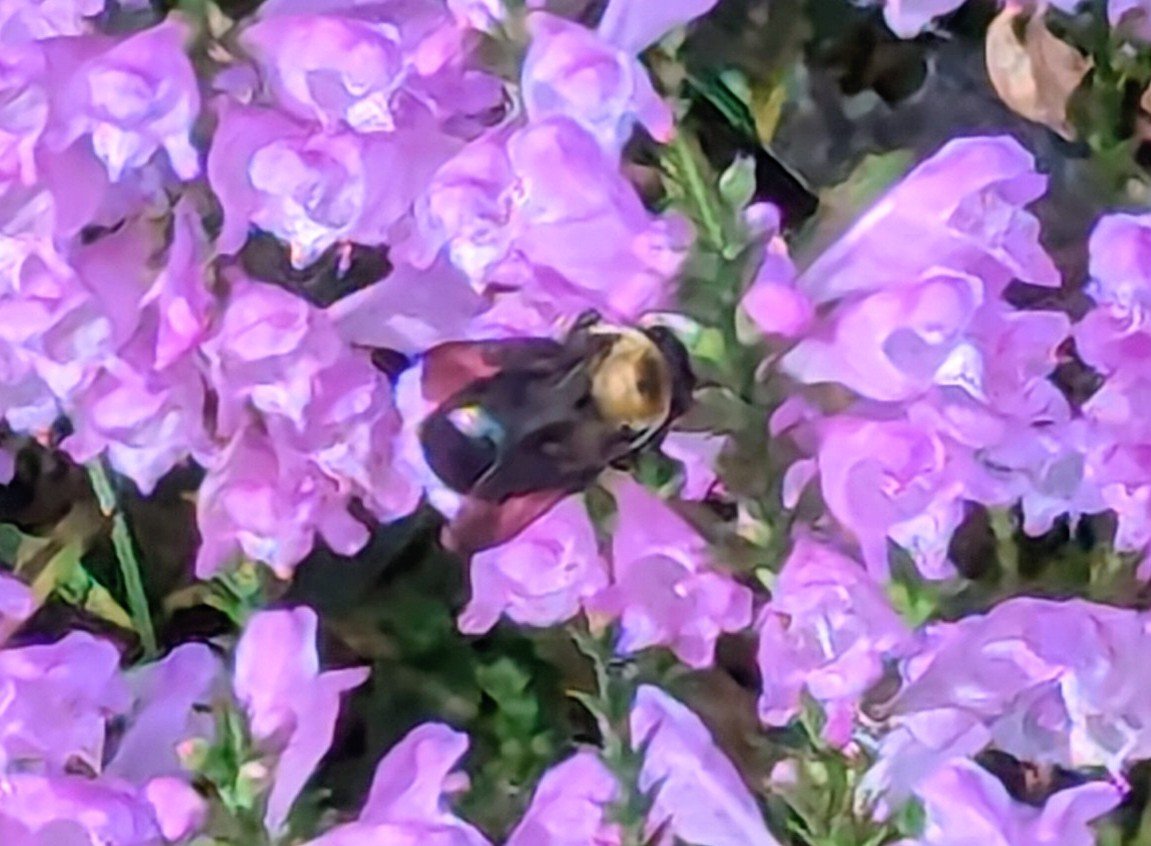 Bumblebee with a black and golden body collecting nectar among clusters of pink-purple tubular flowers, surrounded by green foliage.