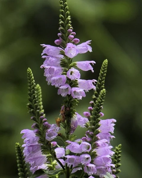 Close-up of a tall spike of pale lavender, tubular flowers arranged in whorls along a green stem, with unopened buds at the tip and a softly blurred green background. Dan Mullen.
