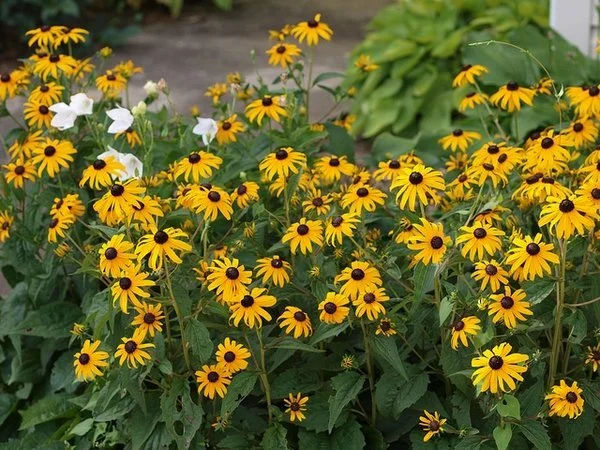 Rudbeckia+fulgida+var.+sullivantii+%27Goldsturm%27+R.+fulgida+mature+clump+in+bloom+F.+D.+Richards+CC-BY-SA+2.0.jpg