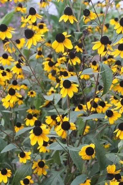 Tall stems of bright yellow, daisy-like flowers with dark brown centers rising above green foliage in a dense garden planting. UGA.