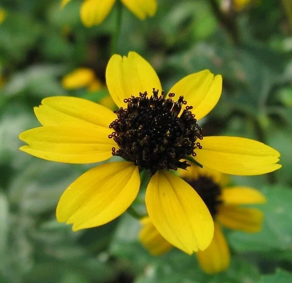 Close-up of a yellow daisy-like flower with five broad petals and a dark brown, textured center, set against green foliage. Anita Gould.