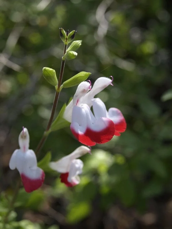 Bright+white+flowers+with+showy+red+lower+lips+Salvia+microphylla+%27Hot+Lips%27+Scott+Zona+CC+BY-NC+2.0.jpeg