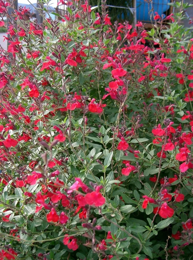 Subshrub+with+many+red+2-lipped+flowers.+Salvia+microphylla+KENPEI+CC+BY-SA+3.0.jpg
