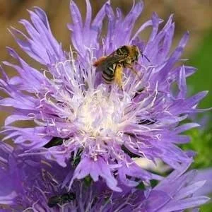 Close-up of a purple, thistle-like flower with a honeybee collecting pollen at the center, set against a softly blurred green background. Debbie Roos.