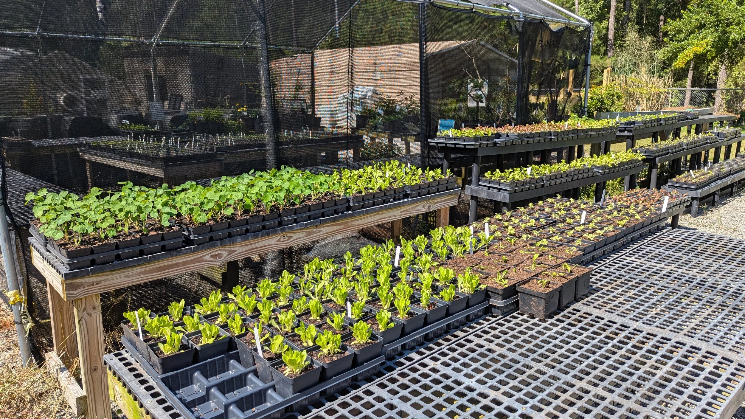 🥗Grow Your Own Salad Bowl Workshop Success