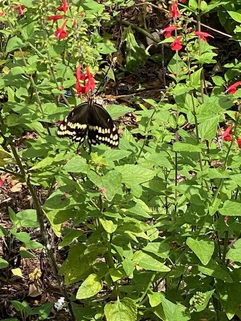 Wings Over the Coast: Butterflies as Pollinators in Brunswick County, North Carolina