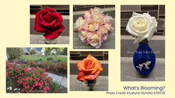 April Roses
