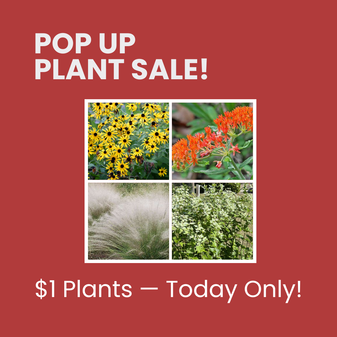 Pop Up Plant Sale - $ Days