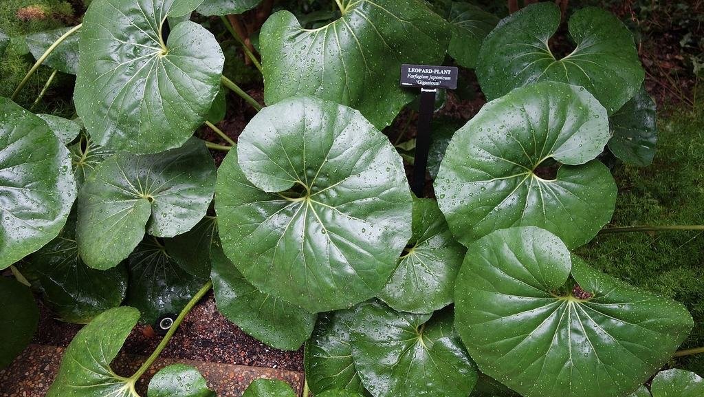 Leopard Plant (Farfugium japonicum)