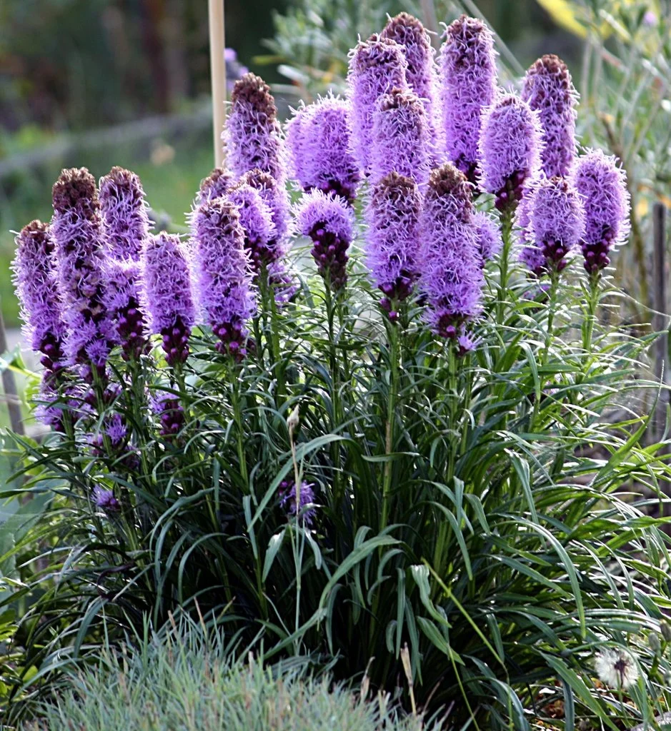 Blazing Stars or Gay Feather (Liatris)