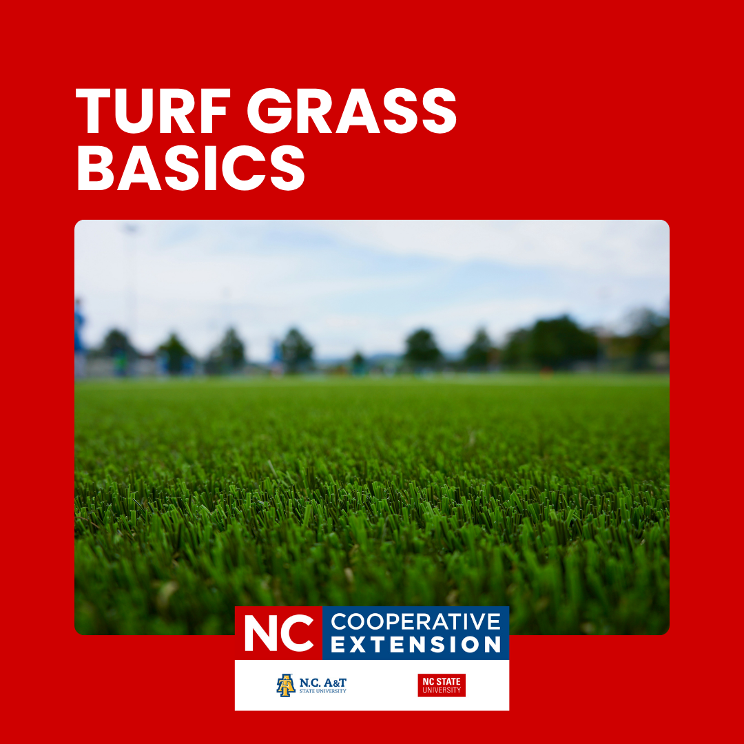 Turfgrass Basics for a Successful Lawn in Coastal Carolina